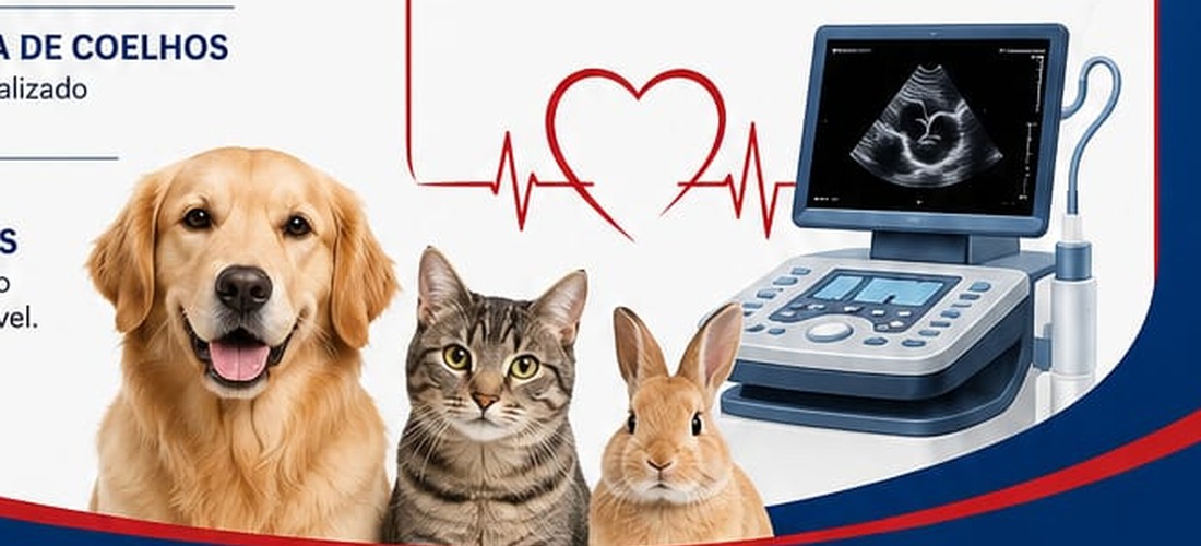 Cão, gato e coelho atendidos pelo Plantão Vet